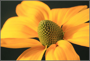 Like the sun - бесплатный image #286915